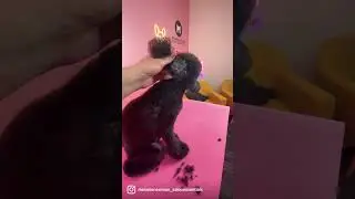 How to clip tassel ears with Miley the Toy Poodle. 
