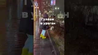 Шпиц в шоке 😨 тг SPITZLAND 