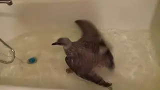 Pet seagull is bathing
