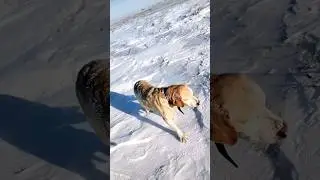 СУРОВАЯ ОХОТА НА ЗАЙЦА РУСАКА в-25 !СОБАКИ ЗАМЕРЗЛИ! 