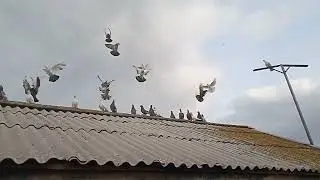 Бакинцы! 🕊🕊🕊