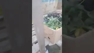 погрузка рассады клубники