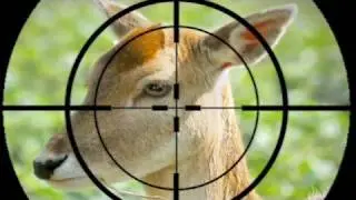 Killing Bambi for Your Salad | ZapRoot