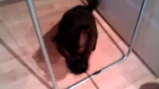 VERY ANGRY cat