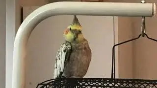 My Birds ( Super Cute!)