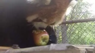 Red pandas in China part 4