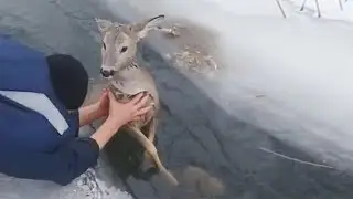 Трогательные моменты спасения животных, попавших в беду. .