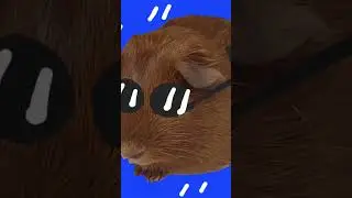 мой питомец