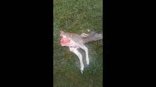 Охота волков. Видео для тех кто считает что волки санитары леса. Нападение волков.