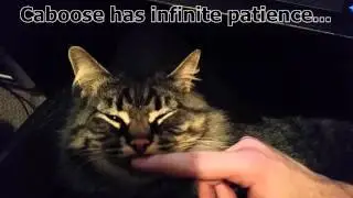 The Cat With Infinite Patience
