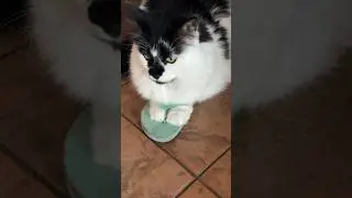а вы знали — СЛАНЕЦ для ДВУХ ЛАПОК? 😂 #кот #котики #смех