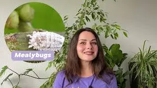 12: Common insects and diseases and what to do | Houseplant Guide for Beginners | PLANT CRASH COURSE