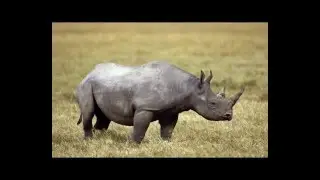 04. А разные ли мужчины и женщины?