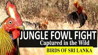 JUNGLE FOWLS FIGHT!!! | Gallus lafayettii | Birds of Sri Lanka