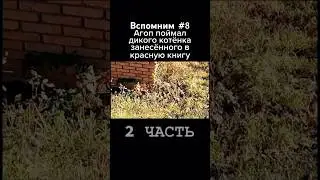 #дикийкот #кот #cat #dogbreed #pitbull #americanbreed #dogbreed #питбуль @DragonlifeAgop