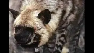 Ян Райбург-Зависть (Ian Raiburg)