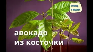 Выращивание АВОКАДО в домашних условиях.