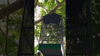 gacor nya burung kenari ini