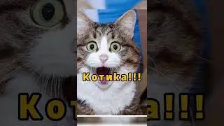 Нейросеть скрестила кота и батон 