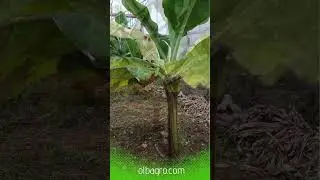Azolen Vinelandii IB-IV Azot Bakterisi ürün #azolen #azot #bakteri #mikrobiyalgübre #olbagro