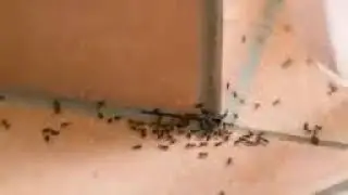 KHUSH HAALI KA RAAZ
