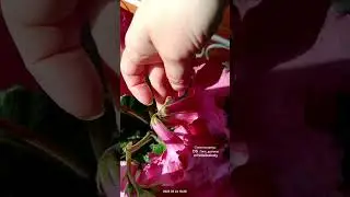 Стрептокарпус DS Пять дюймов