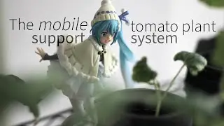 Supporting kratky tomato plants indoors without staking, wires or treillis