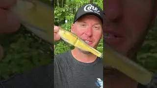 New to glide bait fishing? Give this bait a CHANCE ! 