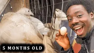 Why My Turkeys are Laying Eggs at Just 5 Months old