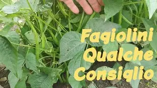coltivare i fagiolini