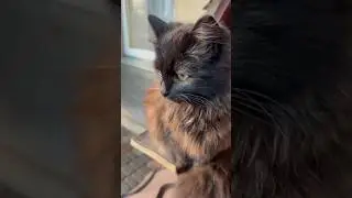 Король кот 