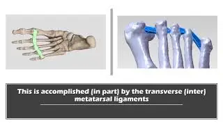 Toes spread apart when walking?