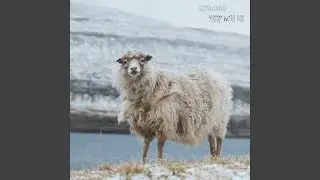 Sheep With Me