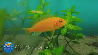 Acuario Bugambilias Puebla Calidad de peces en Existencia, Envíos a toda la república!