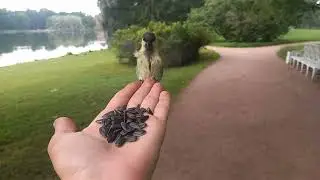 Синицы и поползень