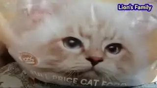 Yesfavor Full Price Cat Food Krill Chicken Recipe #Cats Food #Kill Chicken