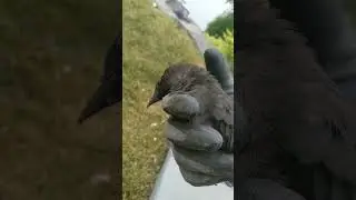 A Bird Died In My Hands Today 💔