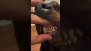 Купил собаку у цыган 😂😂👍👍