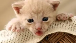 Детская песня колыбельная   У кота ли, у кота