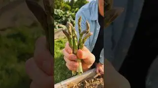 It’s asparagus season! Here’s how it grows and why should grow it! 