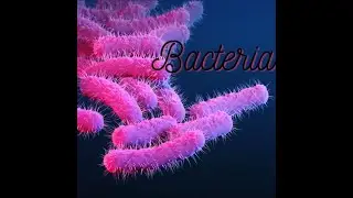What is bacteria