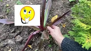 #сад