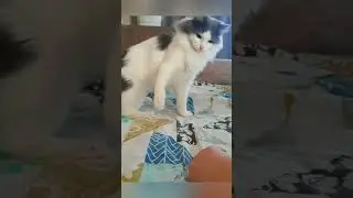 #смешно