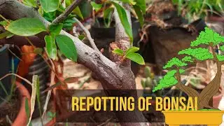 ASMR Repotting a Bougainvillea Bonsai Tree | Relaxing Gardening Sounds