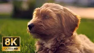 Labradoodle Puppies 8K