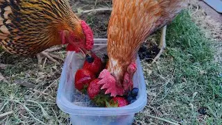 Fruit Salad for Chickens #shorts #chicken #cute #funny