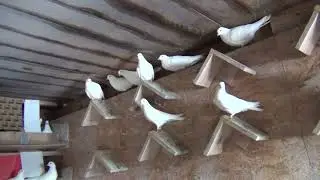 племенные Типплеры на 2023г