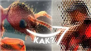 КАК МУРАВЬИ ВИДЯТ МИР?