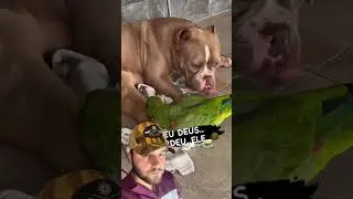 AMERICAN BULLY ATACA PAPAGAIO