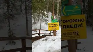 Медведи рядом 